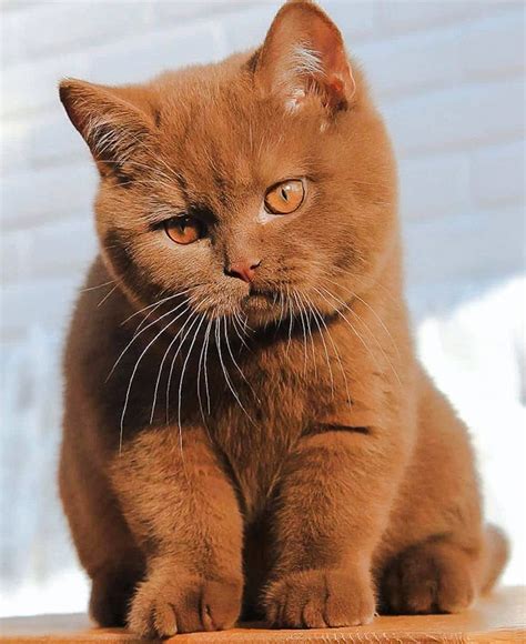 Pictures Of Cats Cinnamon British Shorthair Poc