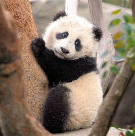 Best 25 Baby Pandas Ideas On Pinterest Pandas Panda And Panda Panda