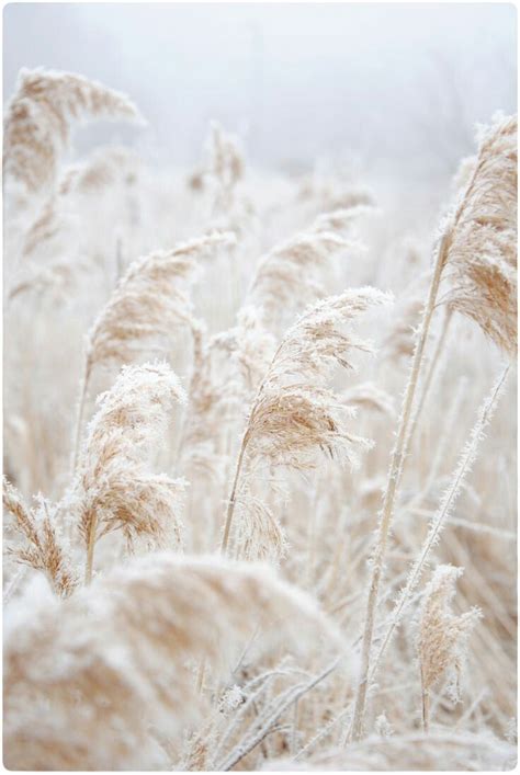 Photography Pampas Grass Summer Nature Photography Cream Aesthetic
