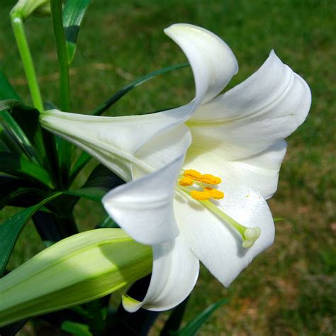 File Lilium Longiflorum Easter Lily Wikipedia The Free