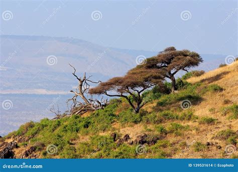 Landscape With African Thorn Trees Amboseli Stock Photo Image Of