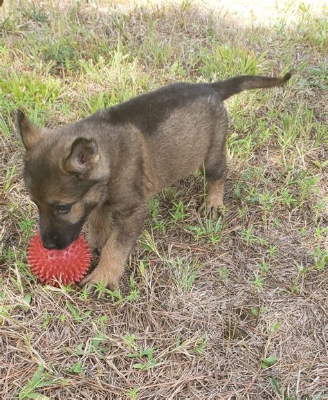 The following price range is from reputable or responsible breeders who can show bloodline certifications and proof of health purebred german shepherd price. German Shepherd Puppies For Sale | Roxboro, NC #334827
