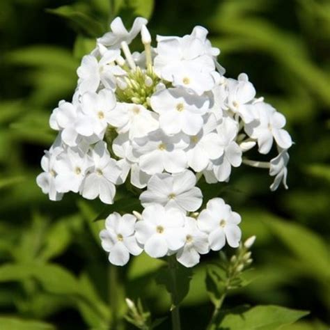 Phlox Paniculata White Admiral Yougardener