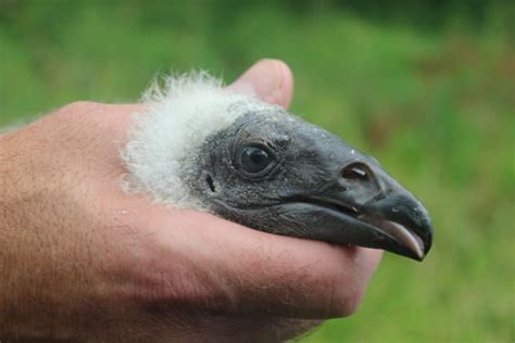 Image Result For Vulture Feathers Baby Turkey Vulture Adorable