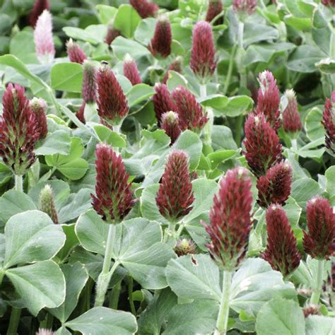 Crimson Clover Best Forage