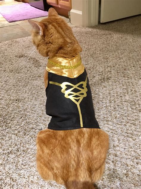 I Dressed Up My Cat In A Garreg Mach Uniform Fireemblem