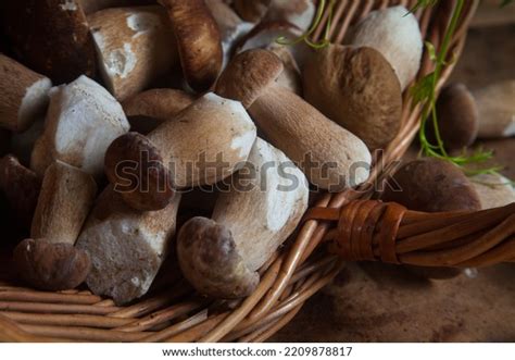 Crop Forest Edible Mushrooms Selective Focus Stock Photo 2209878817