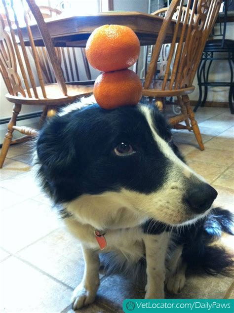 Border Collie Balancing Things On Her Head Daily Paws