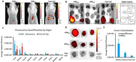 As a vet, you never stop learning. IVIS imaging of biodistribution of Cyanine 7-labelled CDNs ...