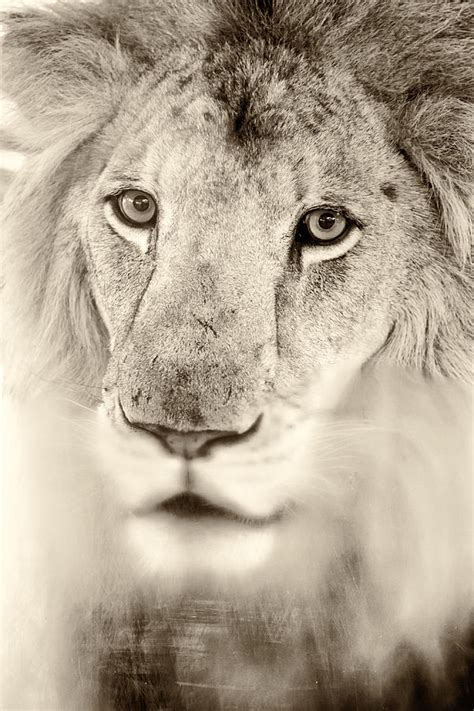 Portrait Of A Lion Photograph By Stephanie Hayes Fine Art America