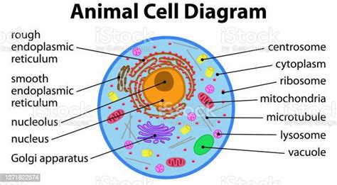 Animal Cell Diagram Stock Illustration Download Image Now Animal