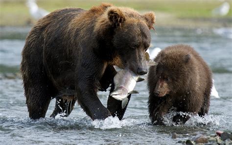 Bears Animals Fish River Baby Animals Wallpapers Hd Desktop And