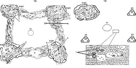 Figure 1 From Histopathological Diagnosis Of Intra And Extrahepatic