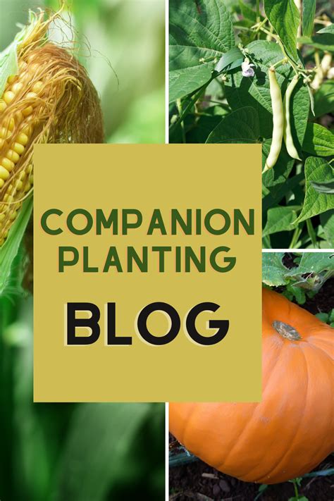 Companion Planting Involves Knowing Which Plants Play Well Together And