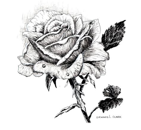 How To Draw A Rose With A Pen This Drawing Lesson Will Walk You Step