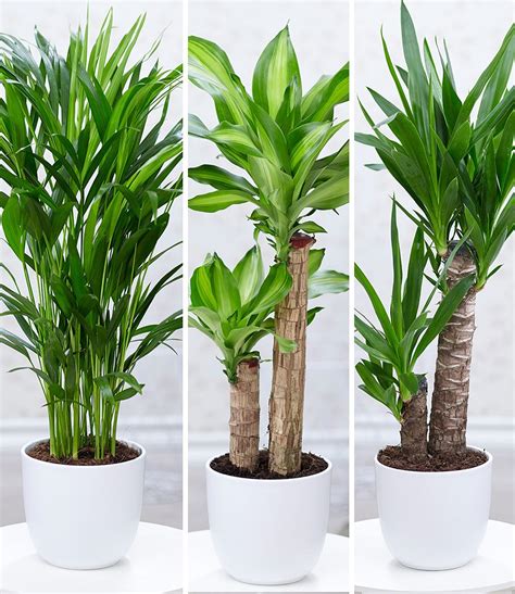 Diesem verdanken sie ihren lateinischen namen. Zimmerpflanzen-MixPalme XXL,3 Pflanzen günstig online ...