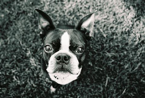 Black And White Dog Portraits Of A Boston Terrier Photos