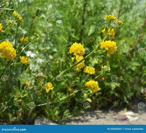 Blossoms Of Alfalfa Yellow Sickle Medicago Falcata Stock Image Image