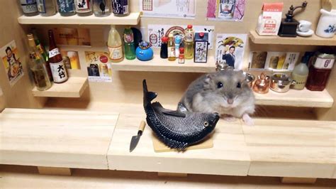 Just Saw This On The Internetz Im Screaming Cute Hamsters Japanese Hamster Funny Animal