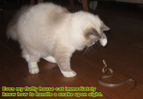 When their diet isn't being regulated by humans, cats are predators that hunt for mice, birds, fish, lizards, insects, rabbits so for instance, you could sit near the cat while it eats. Can a house cat kill snakes?