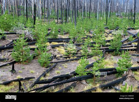 New Trees Sprout Among Burned And Fallen Lodgepole Pine Timber After A