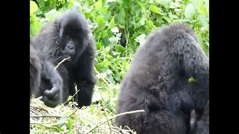Gorillas Kissing Youtube