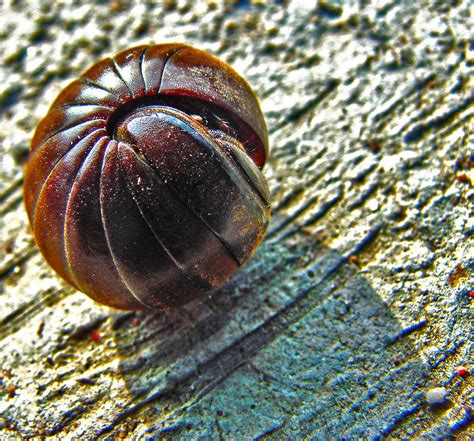 Pill bugs, rolypolies, wood lice, potato bugs or isopods, these cute little crustaceans come with a although most people associate pill bugs with moist environments, surprisingly we have pill bugs in. Giant Pill Bug Photograph by Roy Foos