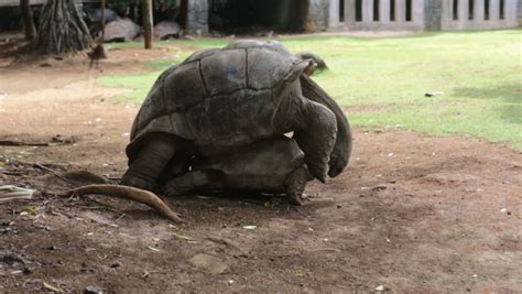 giant tortoises mating having sex stock footage video 100 royalty free 1027297232 shutterstock
