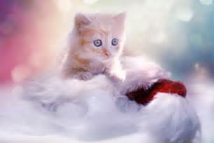 95 Christmas Wallpaper Kittens Images Myweb