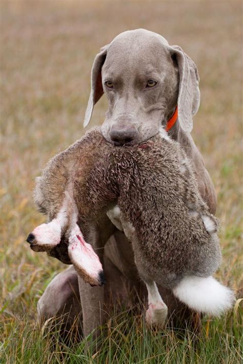 A Weimaraner As A Future Hunting Dog I Think So Hunting Dogs