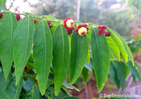 Sauropus Androgynus Katuk Star Gooseberry Sweet Leaf Tropical