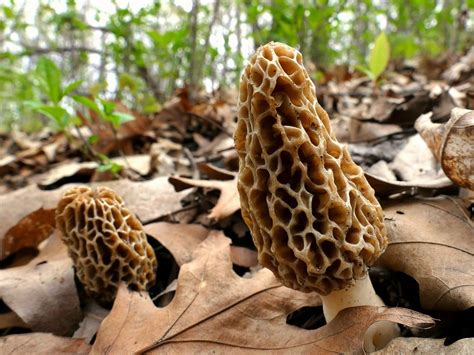 How To Find Morel Mushrooms