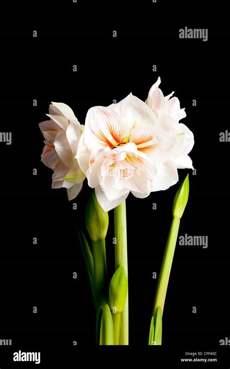 White Amaryllis Flower In Closeup Over Black Background Stock Photo Alamy