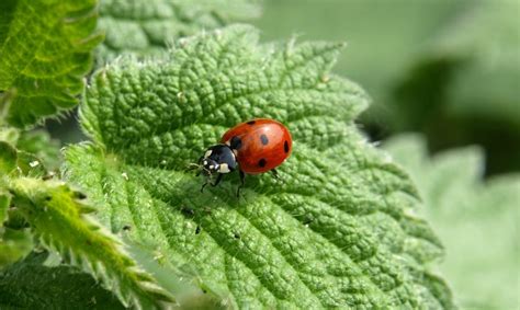 (a look at 40 human foods). What Do Ladybugs Eat? | All About Ladybugs - New England Today