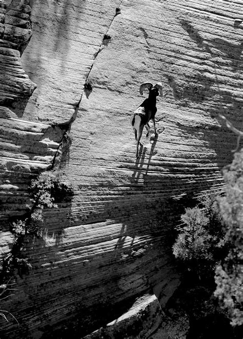 Mountain Goat Photograph By Rudolf Volkmann Pixels