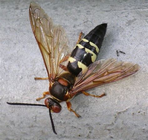 Worried About Those Wasps Buzzing Around Relax Theyre Cicada Killers