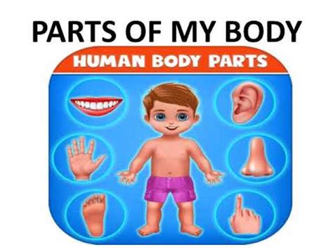 Ukg Evs Parts Of The Body Youtube
