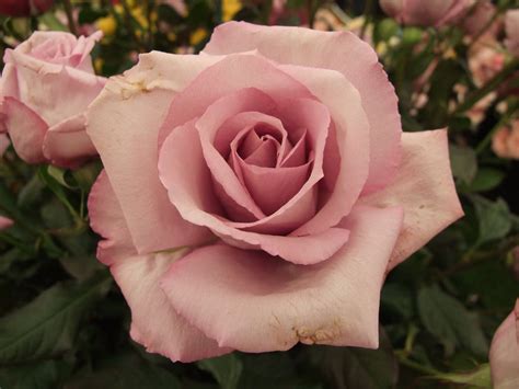 Shop for silk flowers at wholesale prices from silk flower factory. Misty Blue | Beautiful rose flowers, Rose reference ...