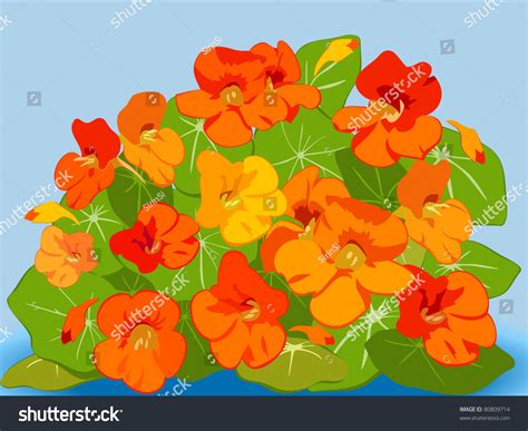 And tucson chinese cultural center to bring over 40 colorful, customized lantern displays to southern arizona. Blue Nasturtium Flower : Sakura Tucson
