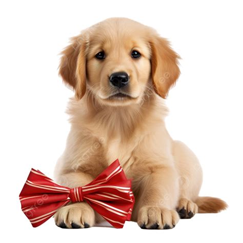 Field Bred Golden Retriever Puppy Dog With Christmas Bow Isolated
