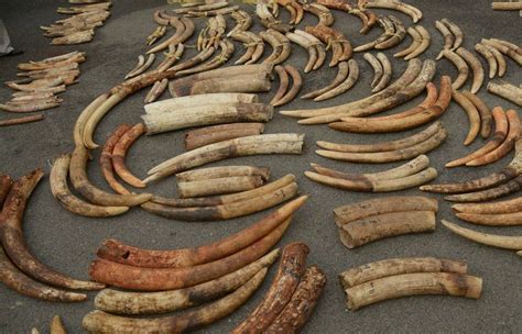 Whos Killing Africas Elephants Uw Study Identifies Ivory Trafficking