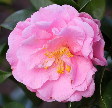 Nuccios Cameo Japonica Camellia วอลเปเปอร์ ดอกกุหลาบสีชมพู