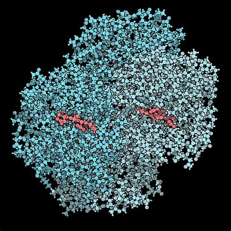 Haemoglobin Protein Molecule Photograph By Molekuul Science Photo