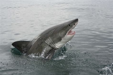 Angler Reels In Great White Shark Along Alabama Gulf Coast