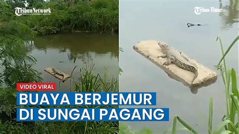 Viral Video Penampakan Buaya Berjemur Di Sungai Pagang Kota Padang Ini Kata Bksda Youtube
