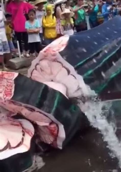 Shark Brutally Butchered To Death In Front Of Huge Crowd Metro News