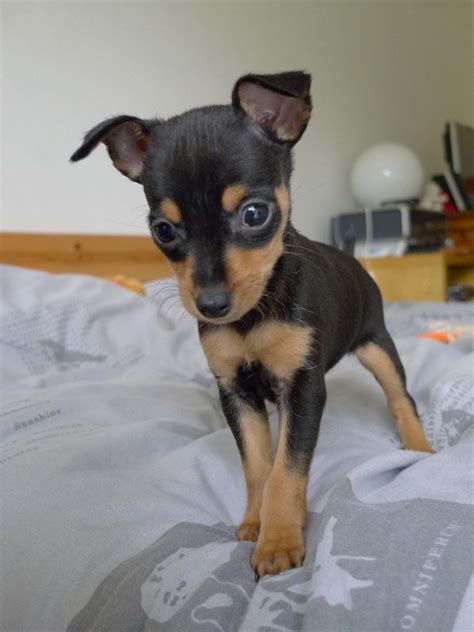 Mirka Miniature Pinscher Puppy Mini Pinscher Doberman Pinscher Dog