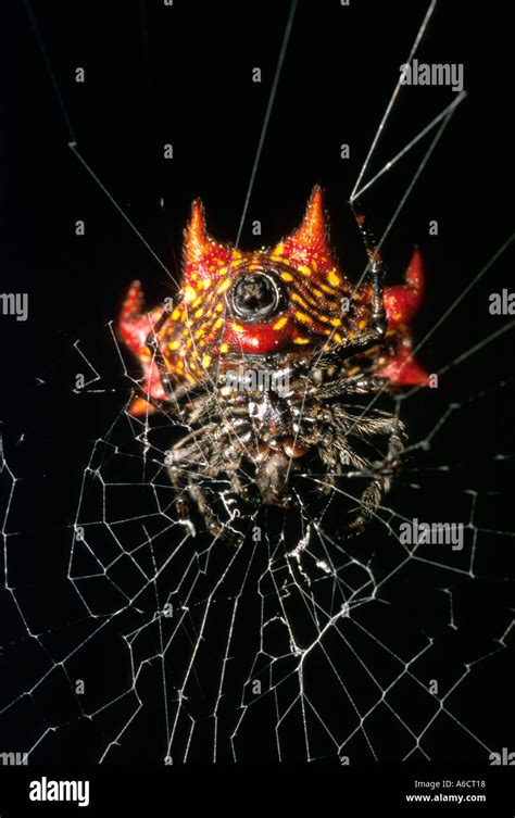 Crab Like Spiny Orb Weaver Gasteracantha Cancriformis Insects Bugs Spiders Stock Photo Alamy