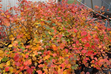 They may not reach towering heights, but small trees can still pack a big punch in your landscape. Arkansas Ornamental Shrubs | Flowering shrubs in Arkansas
