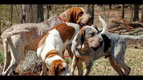 American English Coonhound Dog Breed Youtube
